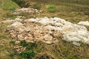 Более 10 тонн свинины выброшено в окрестностях польского города Эльблонг
