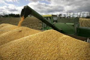 Эксперт прогнозирует урожай зерна в России на уровне 112,8 млн тонн