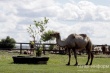Первая верблюжья ферма Татарстана окупилась спустя два года