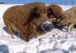 Сельскую Россию спасут экофермы