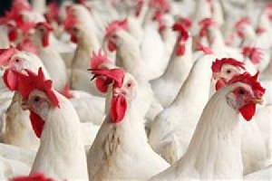 Саудовская Аравия хочет нарастить импорт курицы из Украины