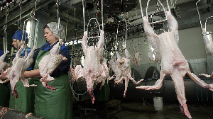 «Оредеж» вкладывается в убой В модернизацию производства по переработке птицы в Ленобласти инвестировано 177 млн рублей