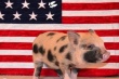 Свинья поборется за пост мэра американского города