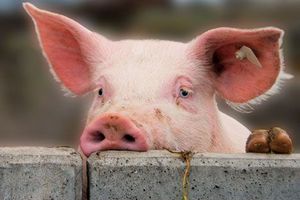 В Сумской области зафиксирована вспышка африканской чумы свиней