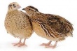 Птицефабрика за 50 млн руб продается в Новосибирской области