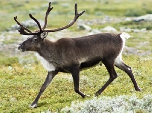 На севере Якутии снижается количество оленей