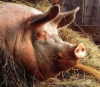 Свиное стадо Краснодарского края сократилось на две трети