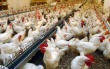 В Татищевском районе построят комплекс по производству мяса птицы