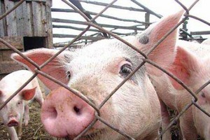 С очагами свиной чумы на севере Молдавии удалось справиться полностью