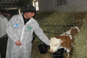  Аграрный "роддом по заявкам" появился в Алтайском крае 
