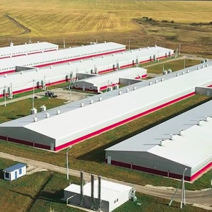 «Талина» впервые экспортировала свиноводческую продукцию в Африку