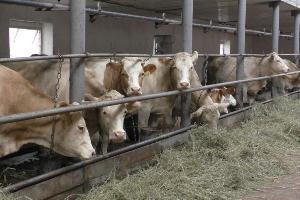 Минсельхоз: Животноводческая отрасль России обеспечена грубыми и сочными кормами на 106,5%