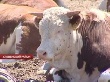 В Липецкую область завезли 7 тысяч племенных бычков из Австралии