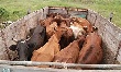 Организованная преступная группа совершала кражи скота в Оренбургской области и в Башкирии