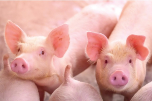 ГК «Талина» вошла в топ-10 крупнейших производителей свинины в России