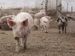 Казахстан ввел запрет на ввоз мяса свинины из России