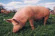 Ветслужба Литвы: создание особой зоны в странах Балтии оживит торговлю свининой