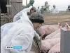 Воронежский Россельхозназдор настаивает на временном прекращении контактов с Краснодарским краем
