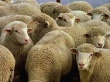 Круговорот овец: в Хакасии увеличивают поголовье особым способом