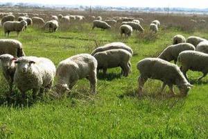  Тысячу овец «нелегалов» посадили на карантин в Ростовской области