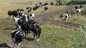 Объем производства сельхозпродукции в регионах СКФО вырос на 2,4% в I полугодии