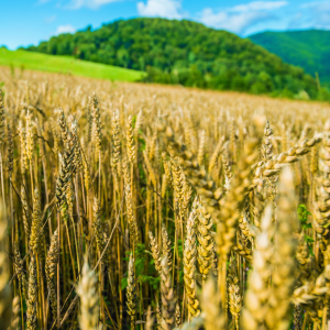 Производство сельхозпродукции в 2022 году выросло на 10,2%