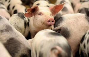 Новый свинокомплекс будет построен в Курганской области