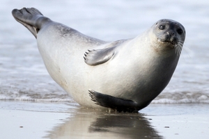 Росрыболовство отказалось перерабатывать тюленей на колбасу