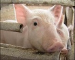 В Ленинградской области построят свиноферму на 75 тыс. голов