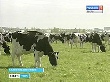Животноводческие хозяйства региона начали летне-пастбищный период содержания скота