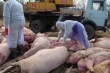 О ситуации с африканской чумой свиней (АЧС)