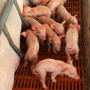 «РСХБ-Страхование» застраховал поголовье свиней "Рязанского бекона" на 137 млн руб