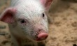 Воронеж: Нарушений при изъятии свиней в районах, где выявили вирус АЧС, не зарегистрировано