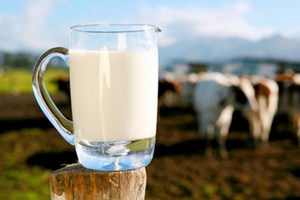 За последние 3 года рост производства молока в промышленном секторе составил 1,3 млн тонн – Хатуов