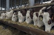 Украинское животноводство стимулируют снижением экспортных пошлин