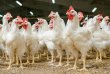 Беларусь запретила ввоз продукции птицеводства из Краснодарского края