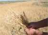 РФ нужно диверсифицировать агроэкспорт, а не просто вывозить зерно – глава Минсельхоза