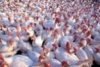 Развитие птицеводства – фактор продовольственной безопасности страны