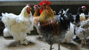 Россельхозбанк потребовал банкротства последней в регионе птицефабрики