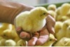 В Кузнецком районе будут производить мясо птицы