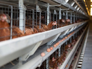 После инвентаризации брянскую птицефабрику «Снежка» выставят на торги После инвентаризации брянскую птицефабрику «Снежка» выставят на торги