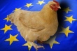 «Гавриловские курчата» идут в Европу