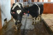 У коров в Дубровском районе Брянской области обнаружили бешенство