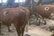 В Саратовской области выявлено подозрение на сибирскую язву - виноват больной бык