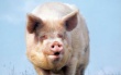 Украина: Поступление свиней на переработку возросло на четверть