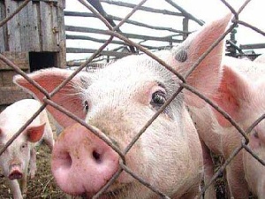 Режим ЧС введен в одном из районов Волгоградской области из-за африканской чумы свиней