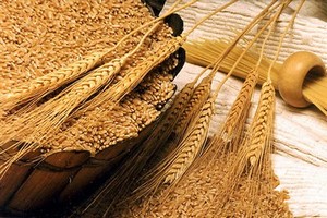 За первые 8 месяцев т.г. сельхозорганизации РФ на 10% увеличили объемы реализации зерна - Росстат За первые 8 месяцев т.г. сельхозорганизации РФ на 10% увеличили объемы реализации зерна - Росстат