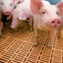 Агрохолдинг увеличил продажи мяса