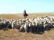Животноводы Казахстана страдают от неравной конкуренции в ТС