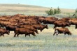 В Орловской области отменили закон о выделении земли для выпаса скота